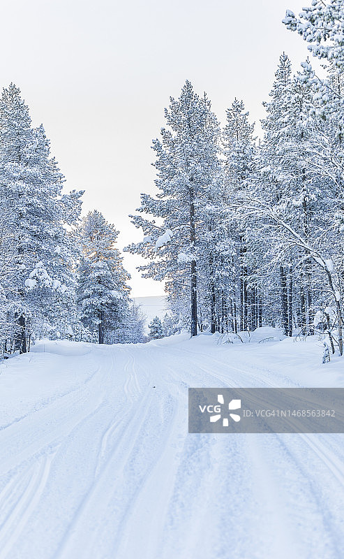 雪原上的树木，摩尔曼斯克，俄罗斯图片素材