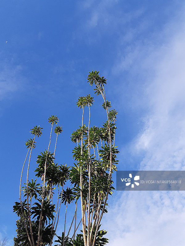 印度尼西亚蓝天下树木的低角度视图图片素材