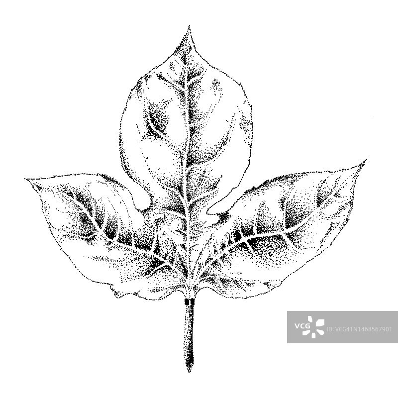 西番莲叶子的钢笔水墨画图片素材