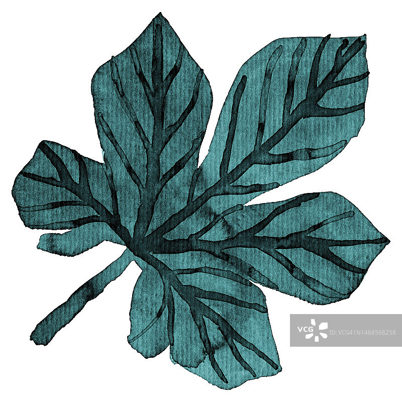 无花果叶水彩插画图片素材