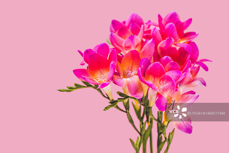 粉色花朵背景，清新花束图片素材