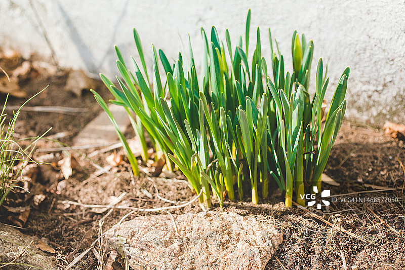 户外盛开的春花新开端概念图片素材