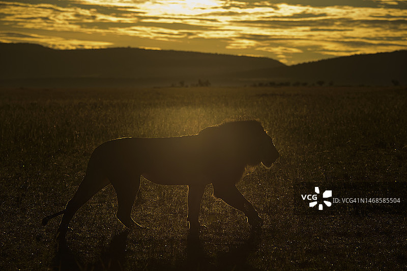 马赛马拉的雄性非洲狮图片素材