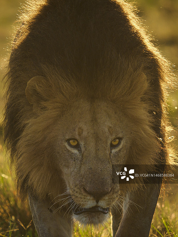 马赛马拉的雄性非洲狮图片素材