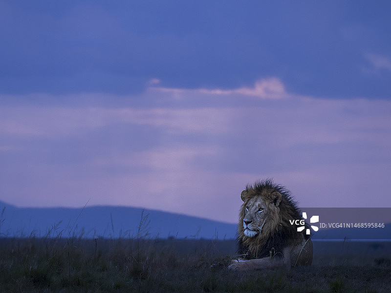 在马赛马拉休息的雄狮图片素材
