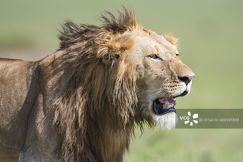 马赛马拉的雄性非洲狮图片素材