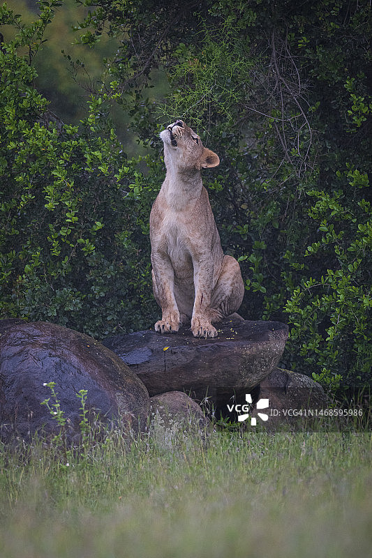 索里奥禁猎区内的年轻雄狮图片素材