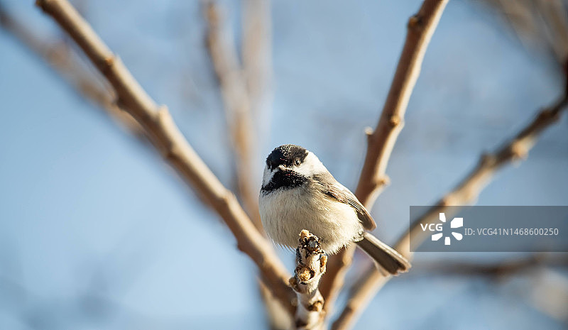 黑顶山雀图片素材