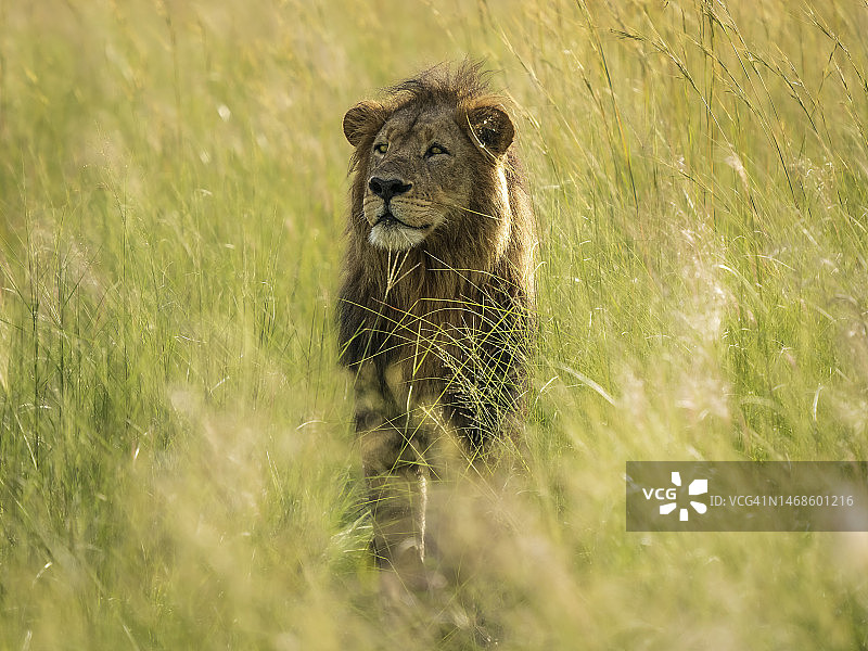 奥卡万戈三角洲的雄狮图片素材