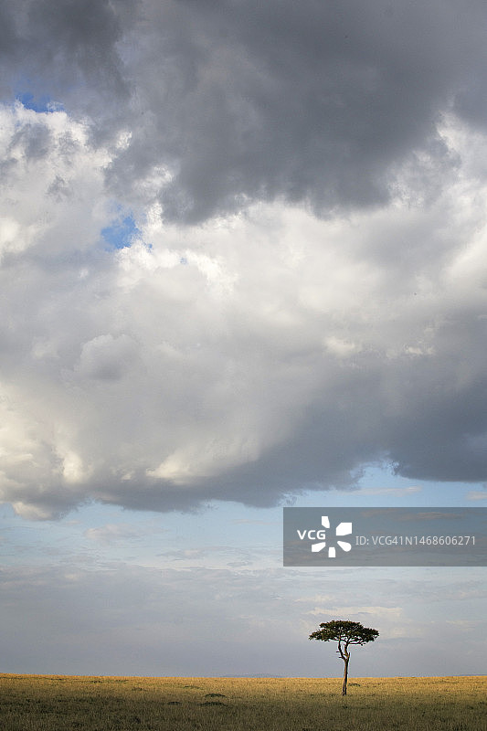 肯尼亚马赛马拉的树木美景图片素材