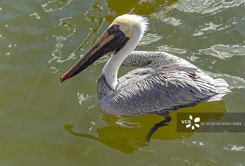 佛罗里达州野生动物002图片素材