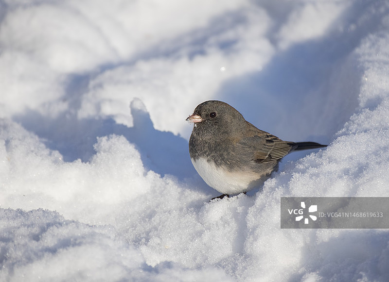 雪中的黑眼灯草雀图片素材