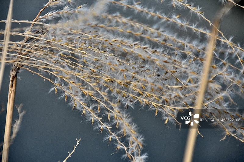 诺福克芦苇种子头图片素材