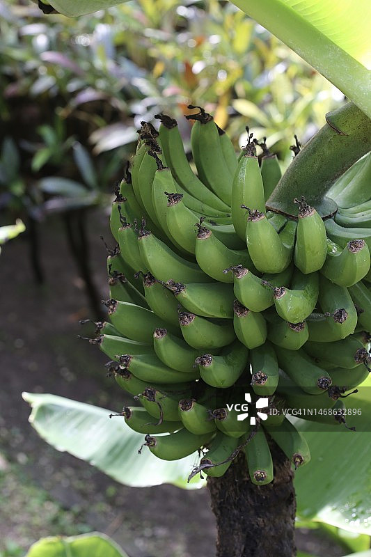 树上的香蕉果实收获图片素材