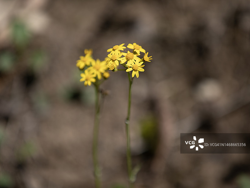 圆叶千里光图片素材