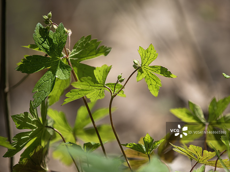 野生老鹳草图片素材