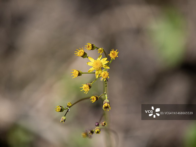 圆形叶千里光花图片素材