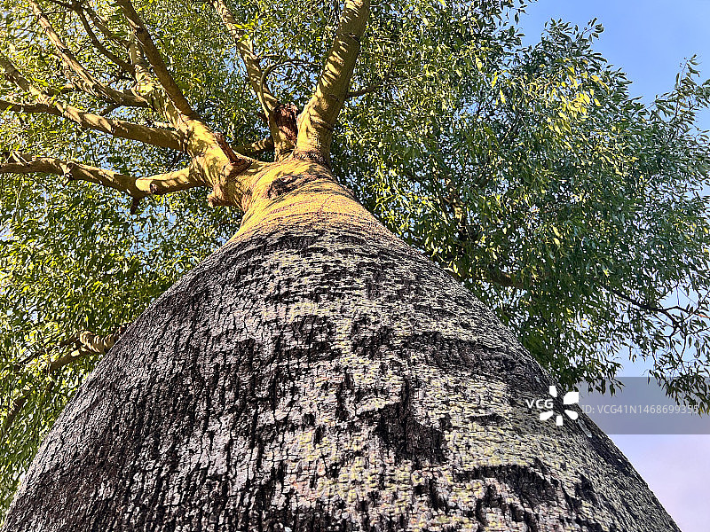 低角度拍摄猴面包树图片素材