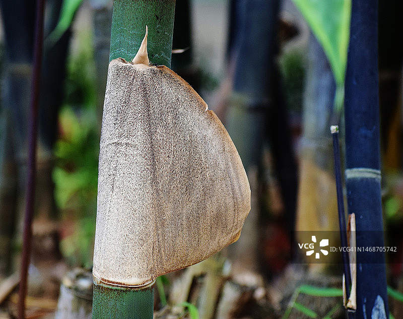 竹竿笋鞘特写，覆盖着刺激性毛皮。图片素材
