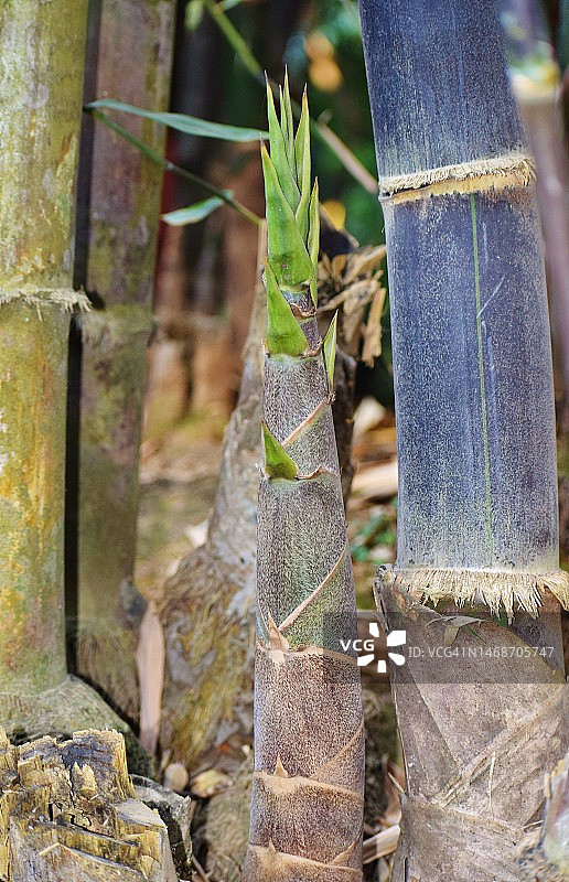 黑竹树，竹鞘保护的新生竹竿特写。图片素材