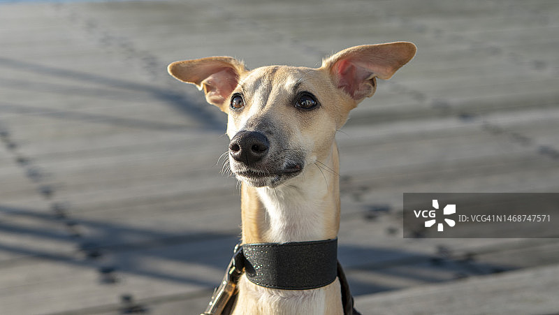 警惕的惠比特犬图片素材