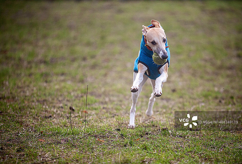 惠比特犬奔跑图片素材