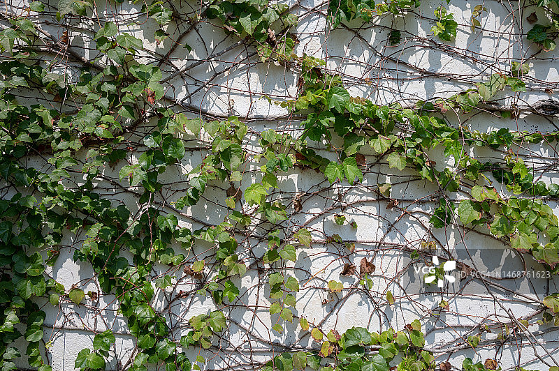 攀附在白色墙壁上的绿色藤蔓图片素材