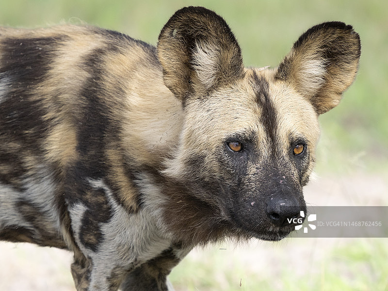 奥卡万戈三角洲的非洲野犬（Lycaon pictus）图片素材