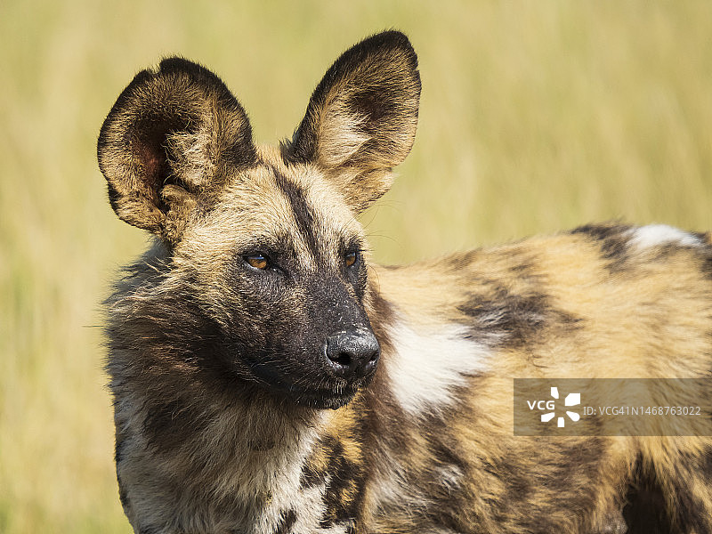 奥卡万戈三角洲的非洲野犬（Lycaon pictus）图片素材