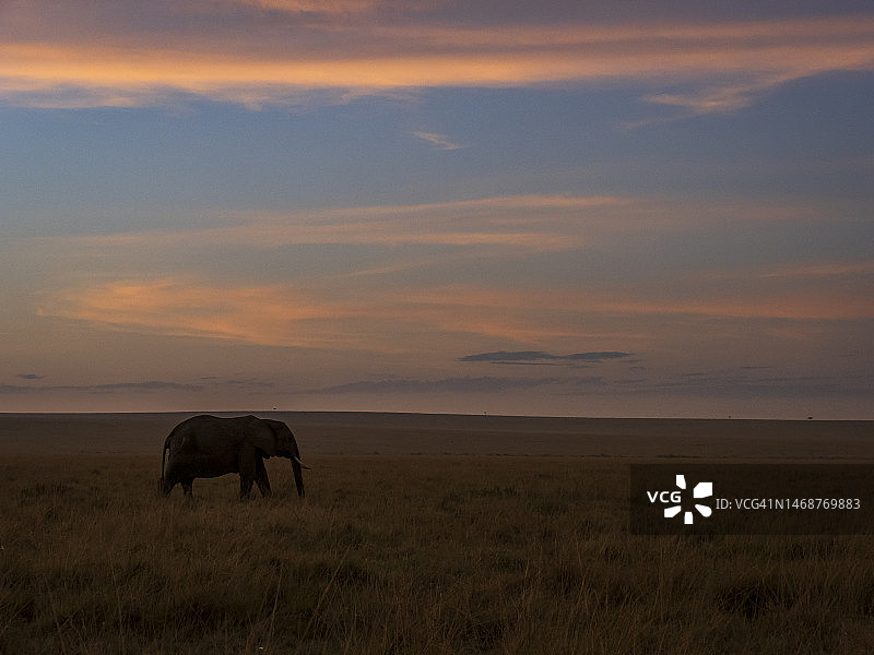 马赛马拉国家保护区日出时分的非洲象图片素材