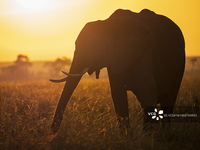 马赛马拉国家保护区日出时分的非洲象图片素材