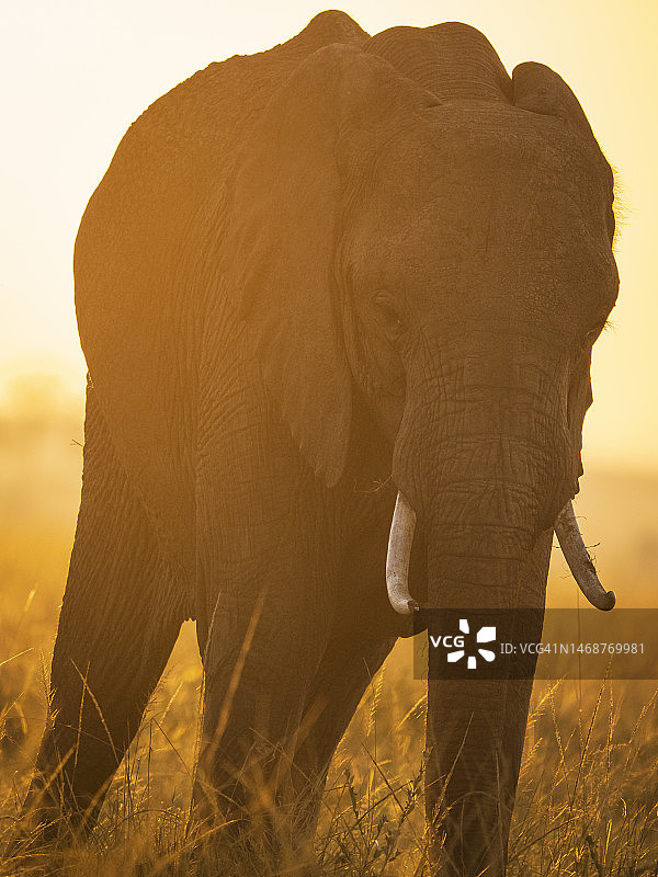 马赛马拉国家保护区日出时分的非洲象图片素材