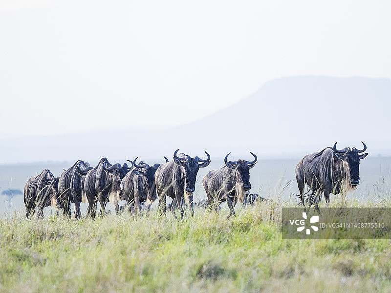 角马在马赛马拉国家保护区奔跑图片素材