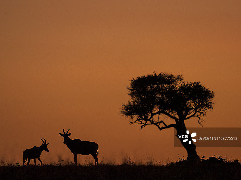 马赛马拉国家保护区日出时分的狷羚图片素材
