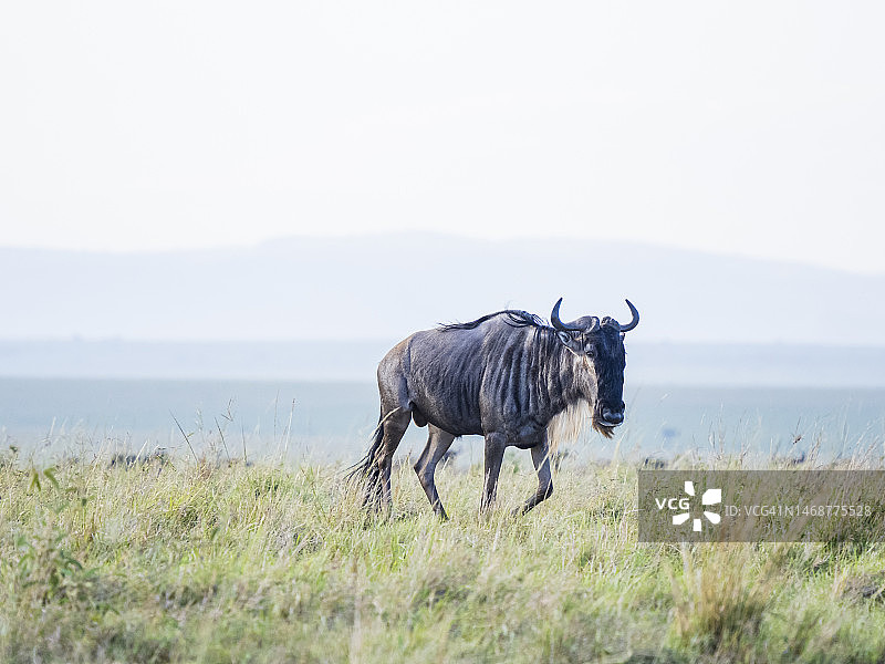 角马在马赛马拉国家保护区奔跑图片素材