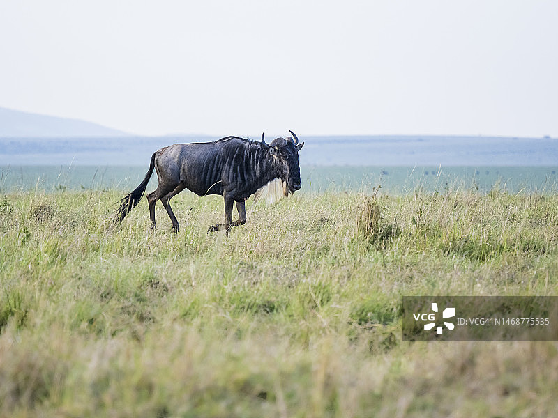 角马在马赛马拉国家保护区奔跑图片素材