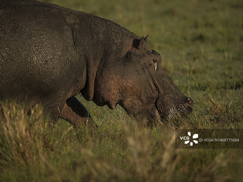 河马（河马）在马赛马拉国家保护区陆地上吃草图片素材