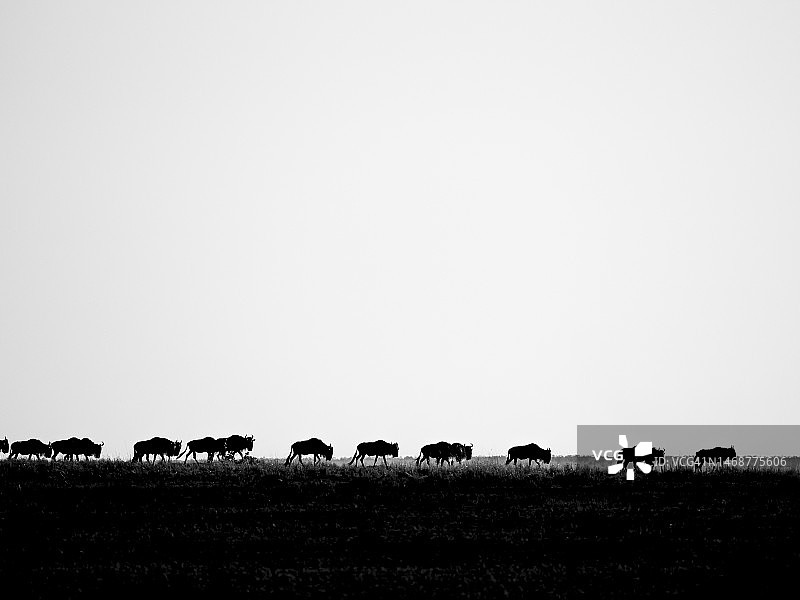 角马在马赛马拉国家保护区奔跑图片素材