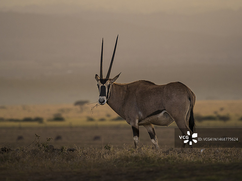 索里奥禁猎区中的东非剑羚图片素材