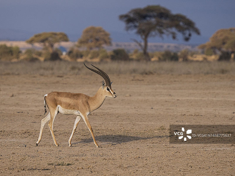 安博塞利国家公园的葛氏瞪羚图片素材