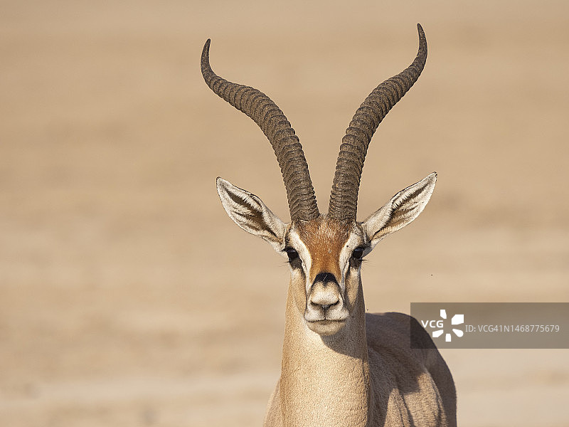 安博塞利国家公园的葛氏瞪羚图片素材