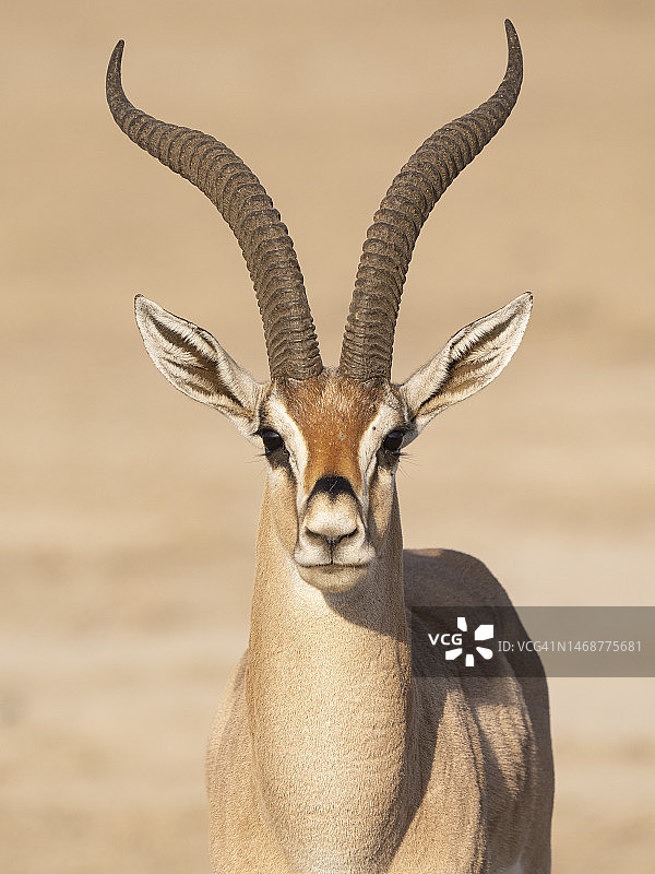 安博塞利国家公园的葛氏瞪羚图片素材