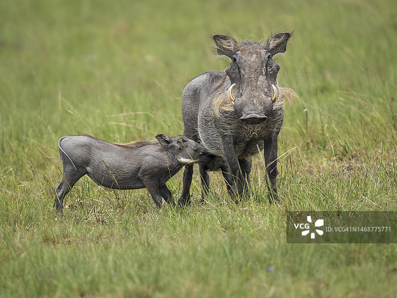 马赛马拉国家保护区内的非洲疣猪(Phacochoerus africanus)图片素材