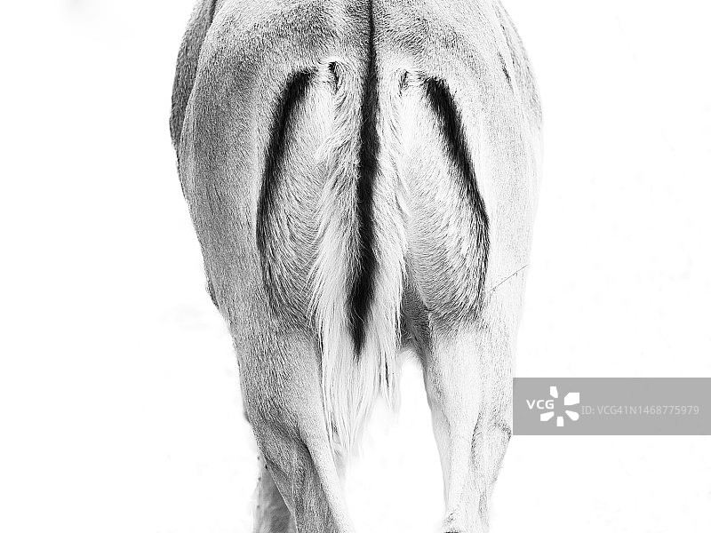 马赛马拉国家保护区中的黑斑羚图片素材