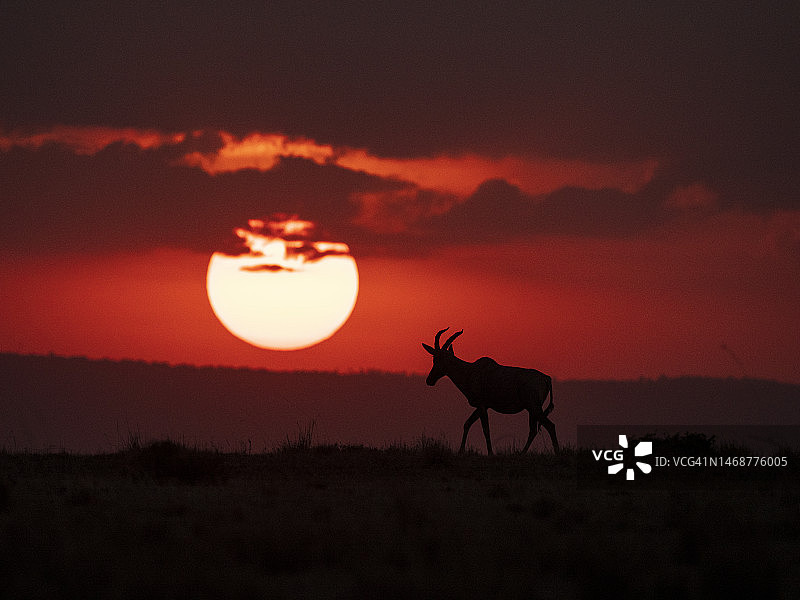转角牛羚在马赛马拉国家保护区日落时分图片素材