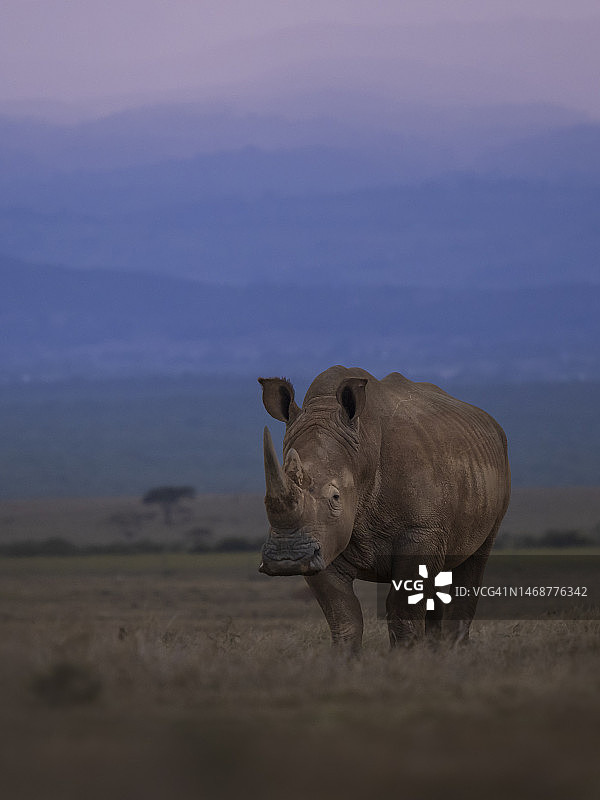肯尼亚索里奥禁猎区日落时分的白犀牛图片素材