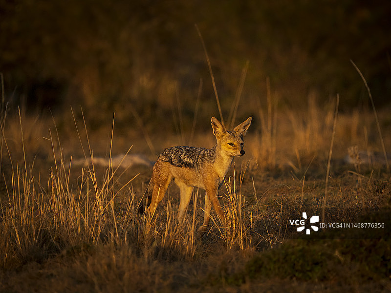 马赛马拉国家保护区内的黑背胡狼图片素材