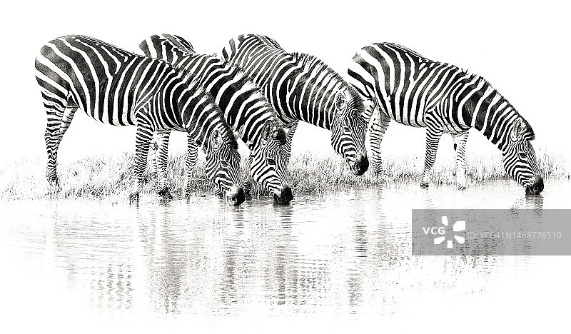 在奥卡万戈三角洲饮水的草原斑马图片素材