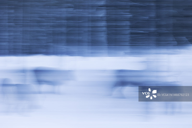 冬季某天驯鹿群的抽象景观，拉普兰，芬兰，欧洲图片素材