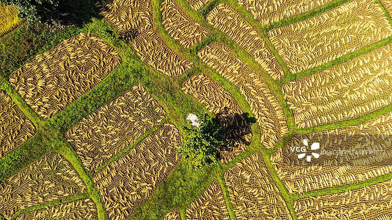 收割田野航拍景观图片素材